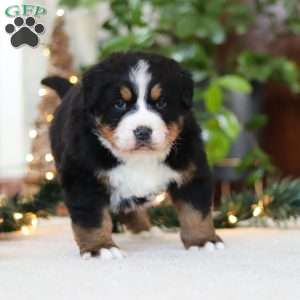 Princess Star, Bernese Mountain Dog Puppy